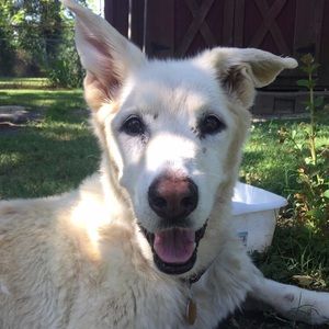 Meet your Posher, Morgan