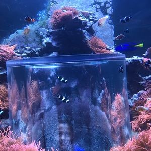 Meet your Posher, Leydi