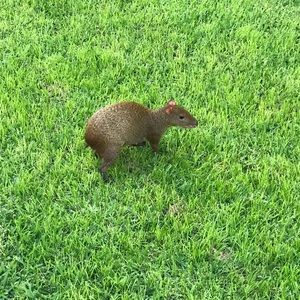 Meet your Posher, Brenda