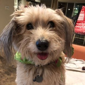 Meet your Posher, Penelope