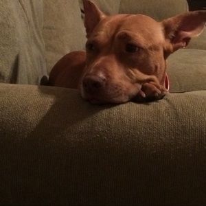 Meet your Posher, Mason