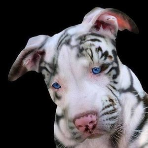 Meet your Posher, Roberto