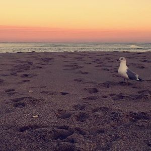 Meet your Posher, Candy