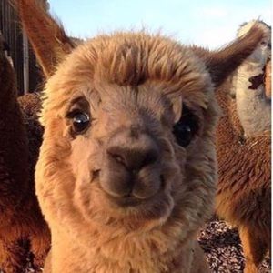 Meet your Posher, Alexis