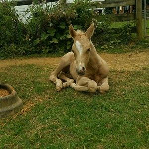 Meet your Posher, Cindy