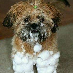 Meet your Posher, Robin