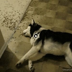 Meet your Posher, Zachary