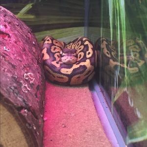 Meet your Posher, Kylie