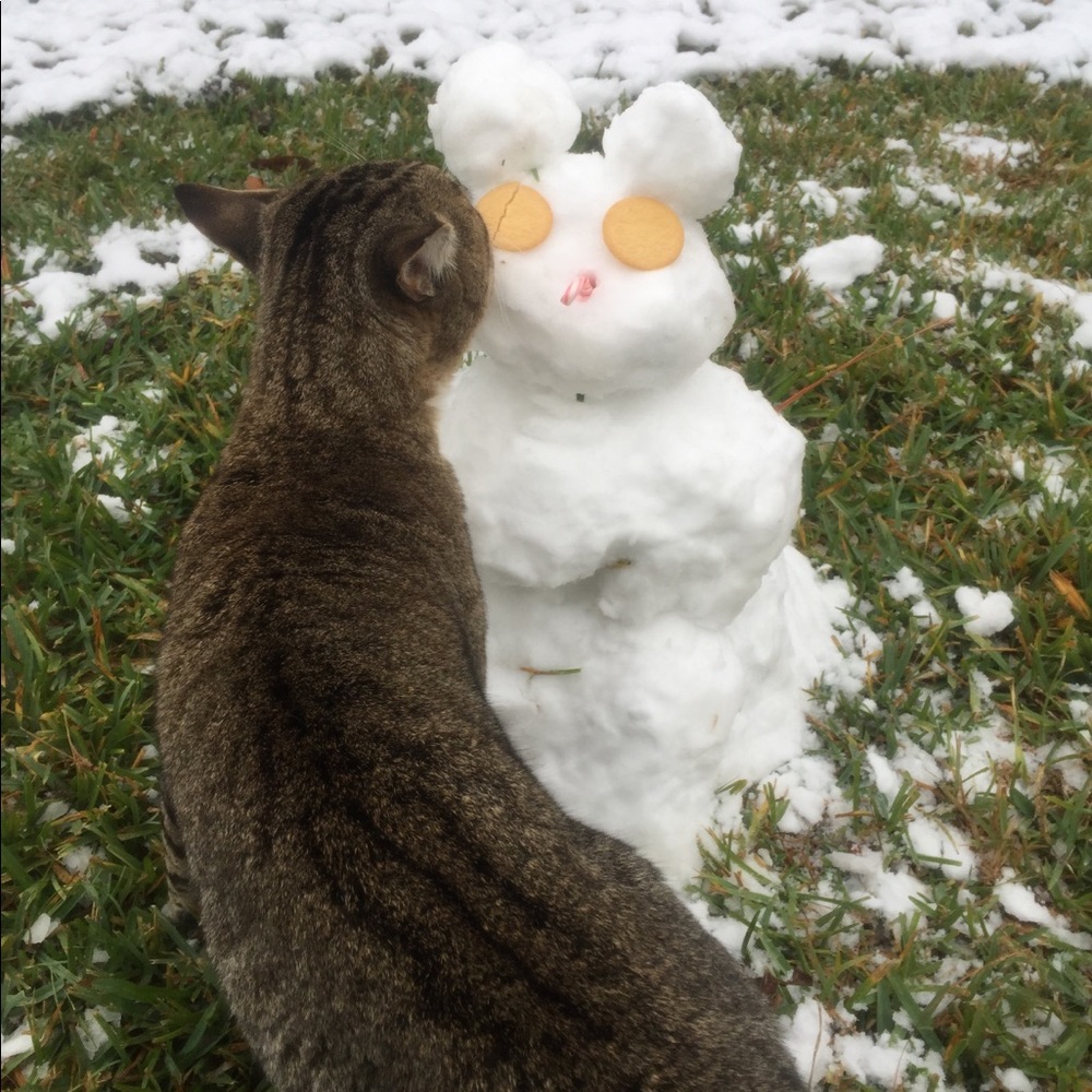 It’s snowing in Houston