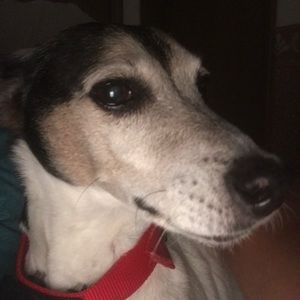 Meet your Posher, Adam