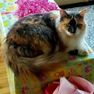 Meet your Posher, Tami