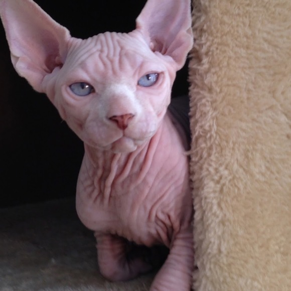 Meet your Posher, Justine - Picture 1 of 1