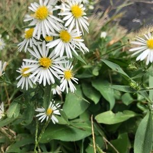 Meet your Posher, Cheyenne