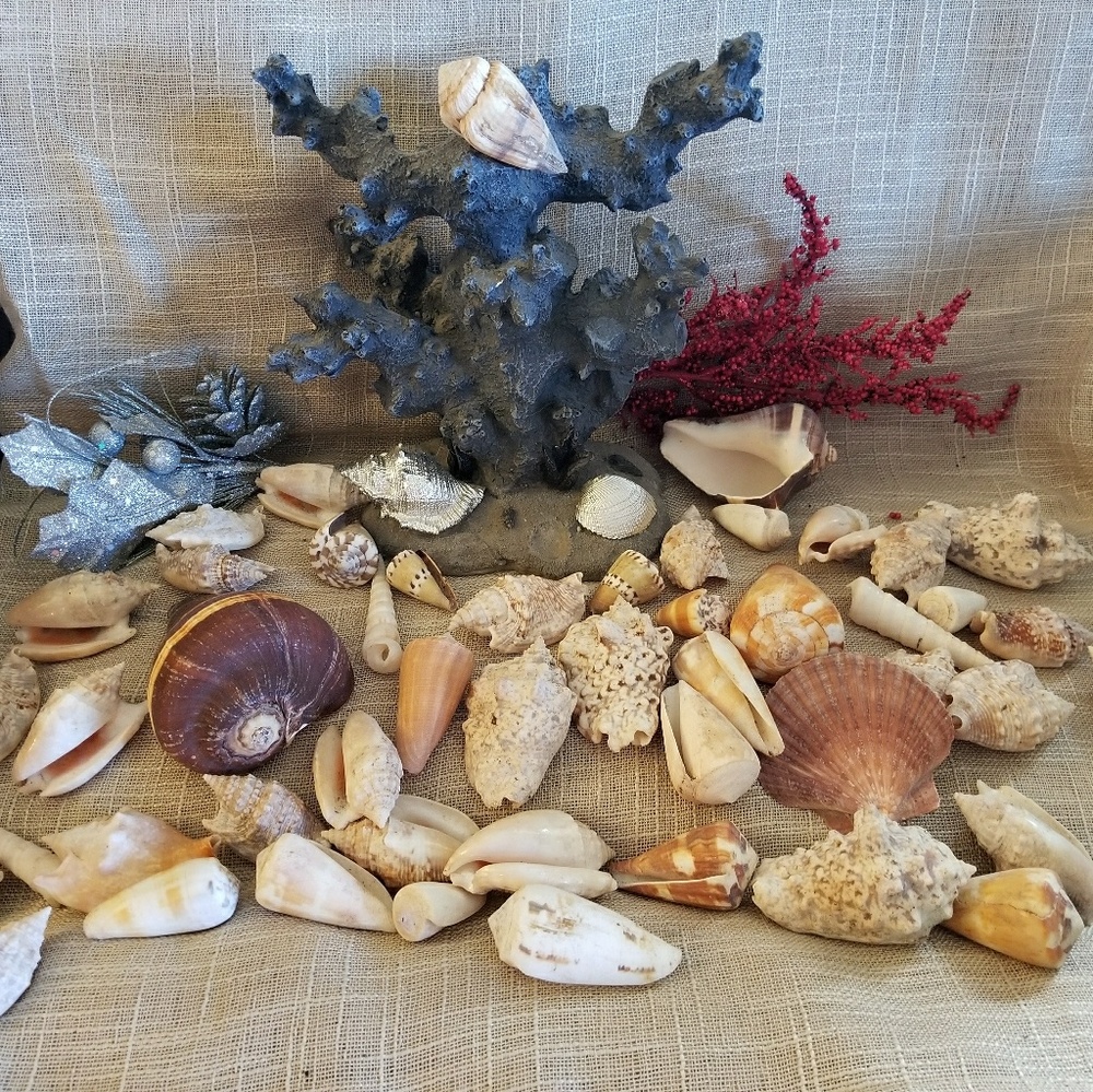 Dress up you accessories with beautiful seashells!