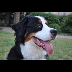 Meet your Posher, Susan