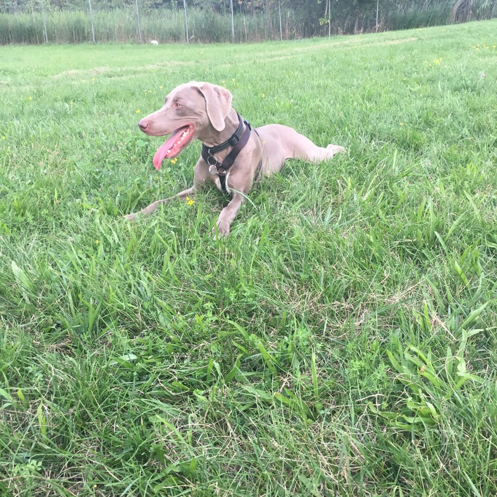 Meet your Posher, Johanna