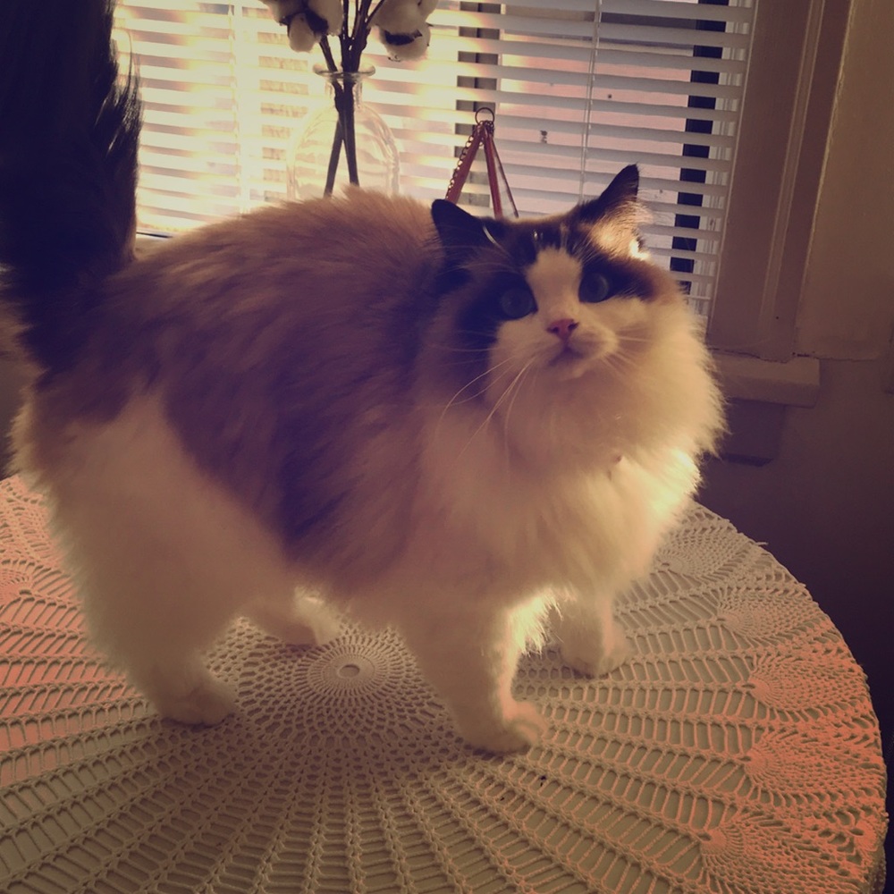 NFS – My home is ran by 4 curious fur babies