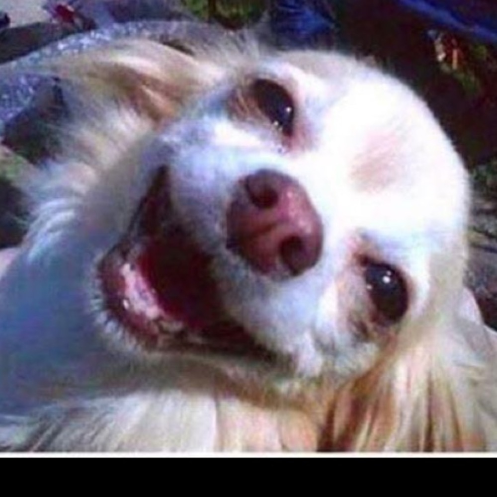 Meet your Posher, Kris