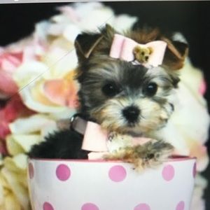 Meet your Posher, Tania