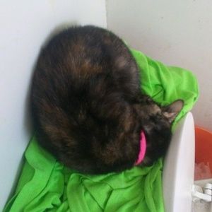 Meet your Posher, Rose