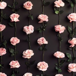 Meet your Posher, Daisy