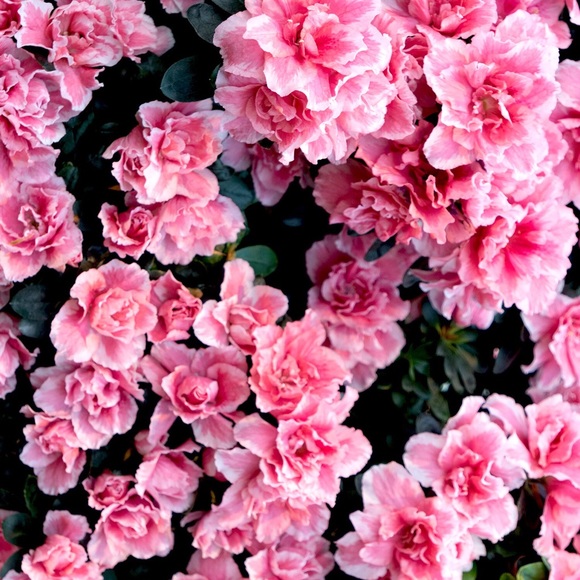 Meet your Posher, Anna - Picture 1 of 1