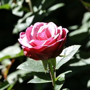 Meet your Posher, Latasha