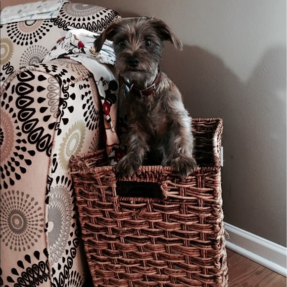 Meet your Posher, Bella - Picture 1 of 1