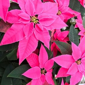 Meet your Posher, Marie