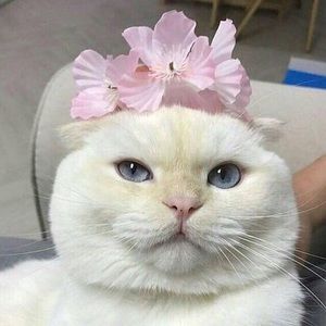 Meet your Posher, Justine