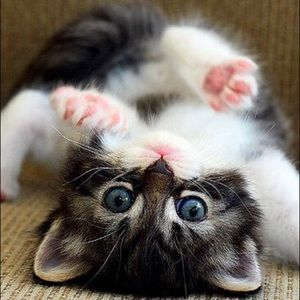 RESERVED for “@jennylbg” ~Lia Sophia Ring & Extras