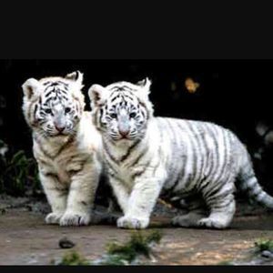 Meet your Posher, Sadie