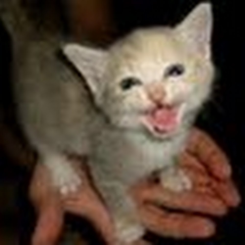 Meet your Posher, Lindsay