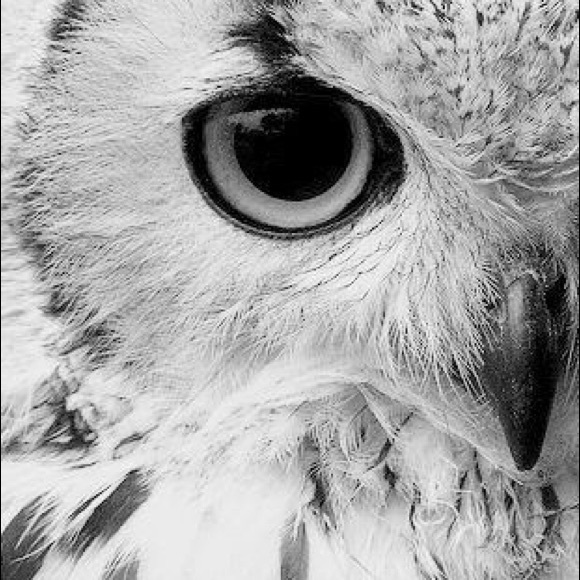 Meet your Posher, Nelseya - Picture 1 of 1