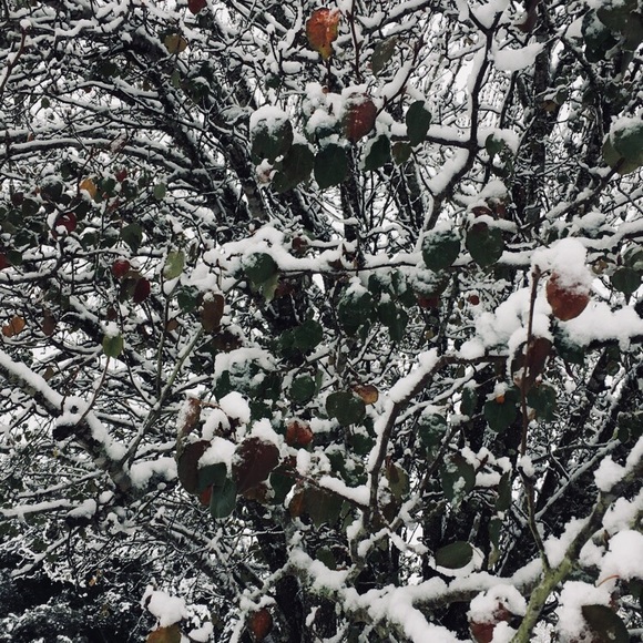 Meet your Posher, Jolene - Picture 1 of 1