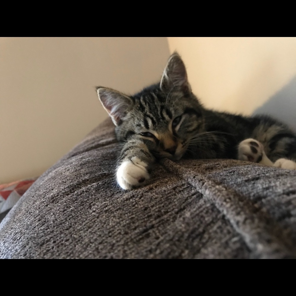 Meet your Posher, Carrie