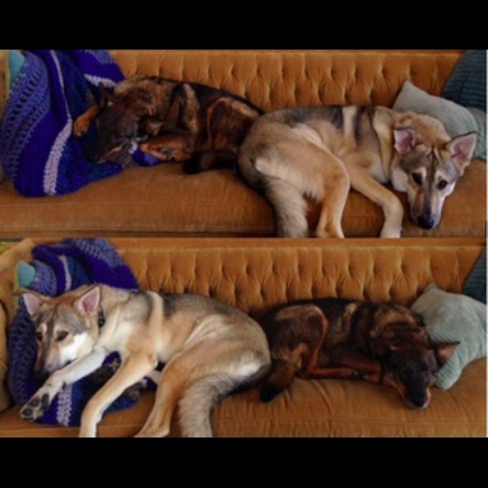 Meet the Pups!