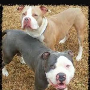 Meet your Posher, Reginald