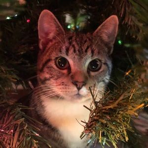 Meet your Posher, Fritters