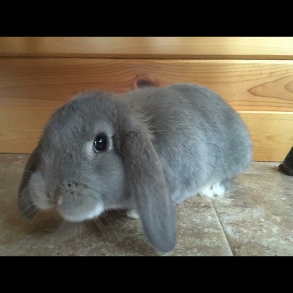 Meet your Posher, Laurie