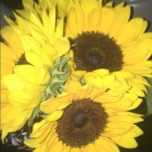 Meet your Posher, Lily