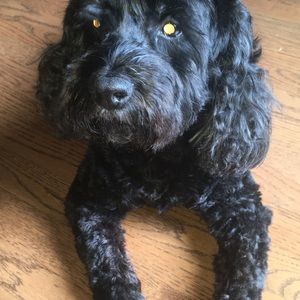 Meet your Posher, Joanne