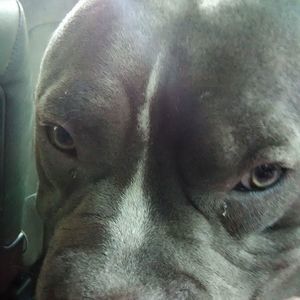 Meet your Posher, Peggy