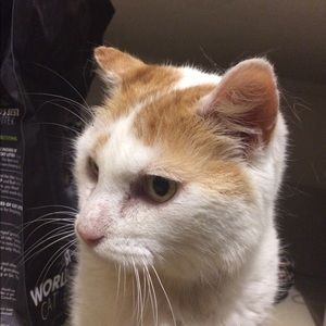 Meet your Posher, Mabel