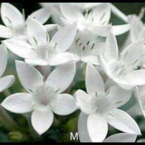 Meet your Posher, Ahmad