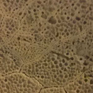 Meet your Posher, Layne