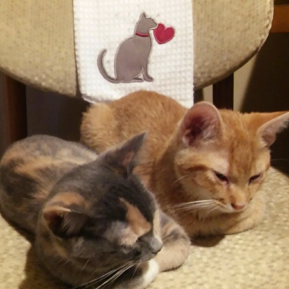 Meet your Posher, Pamela