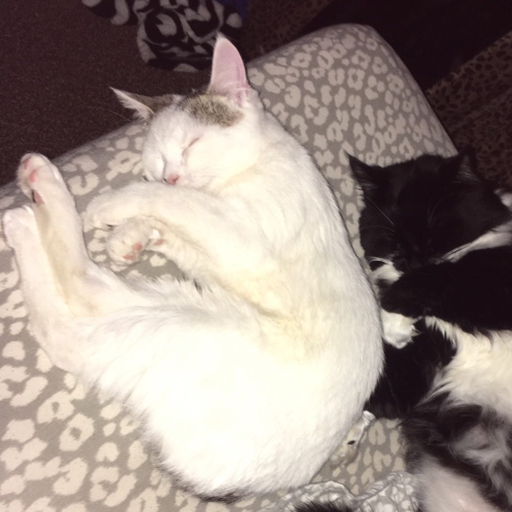 Meet your Posher, Brandy