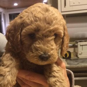 Meet your Posher, Vickey