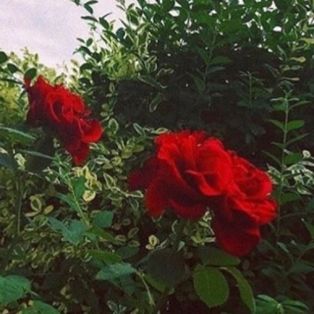 Meet your Posher, Millie